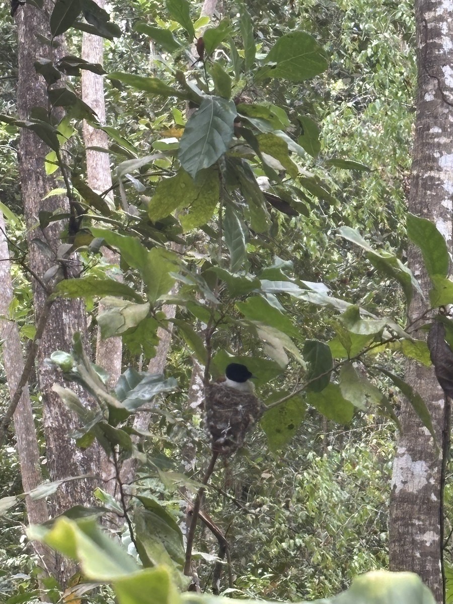 Seychelles Paradise-Flycatcher - ML643931460