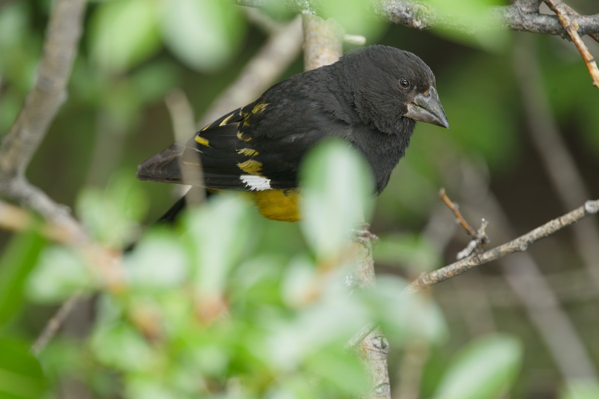 White-winged Grosbeak - ML643931482