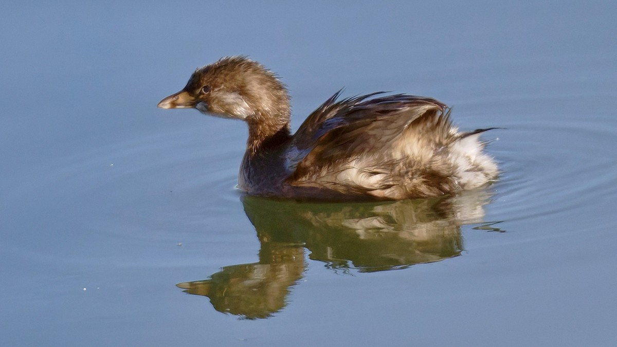 Pied-billed Grebe - ML643931508