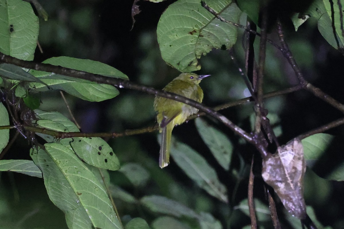 Banggai Golden-Bulbul - ML643931514
