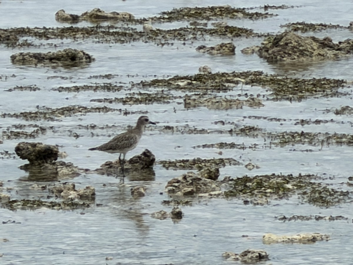 Black-bellied Plover - ML643931517