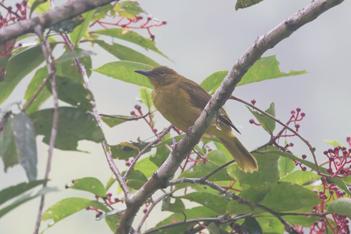 Banggai Golden-Bulbul - ML643931551
