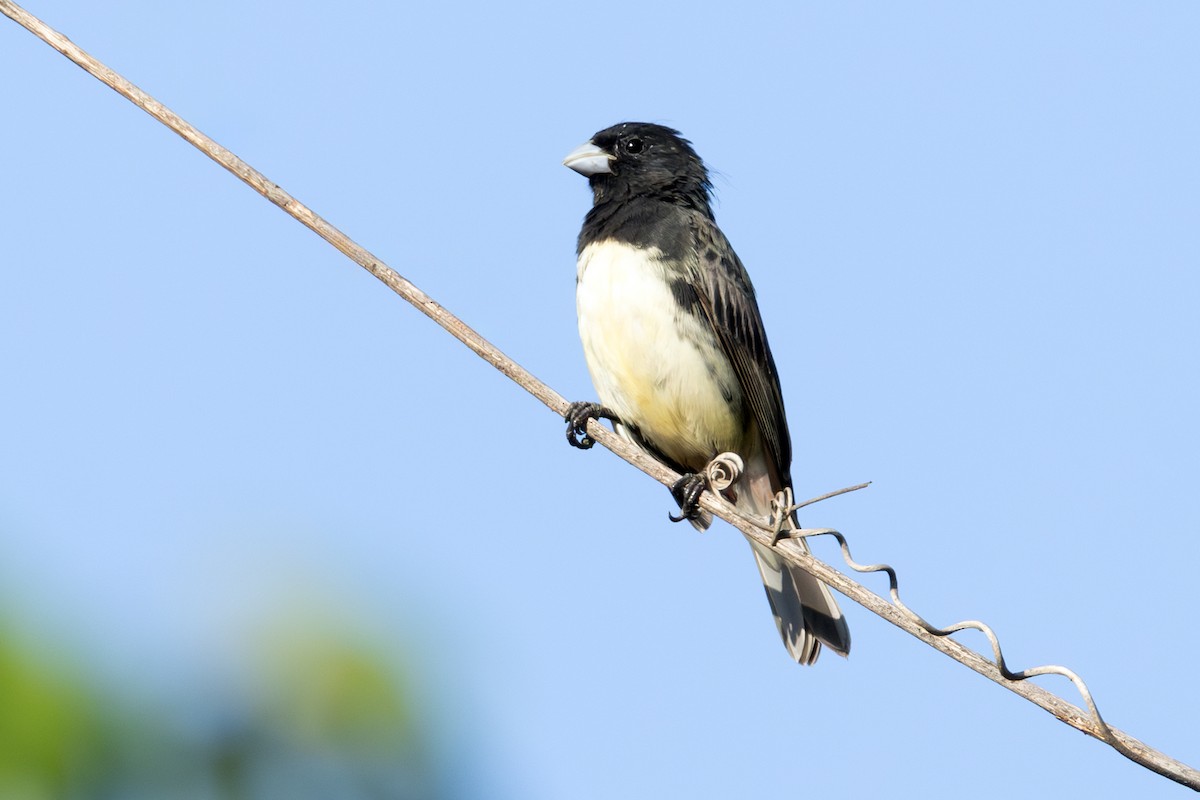 Yellow-bellied Seedeater - ML643931558