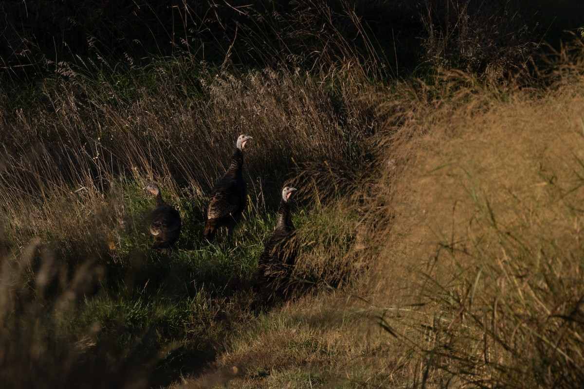 Wild Turkey - ML643931559