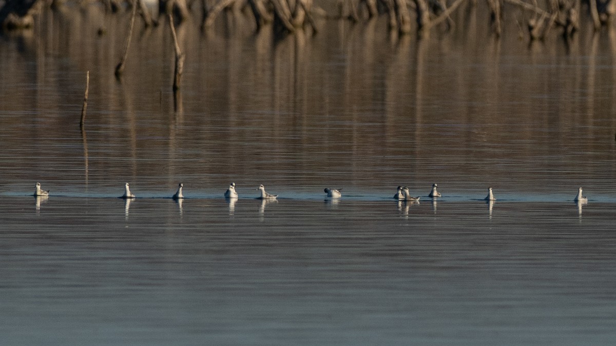 Red-necked Phalarope - Bente Torvund