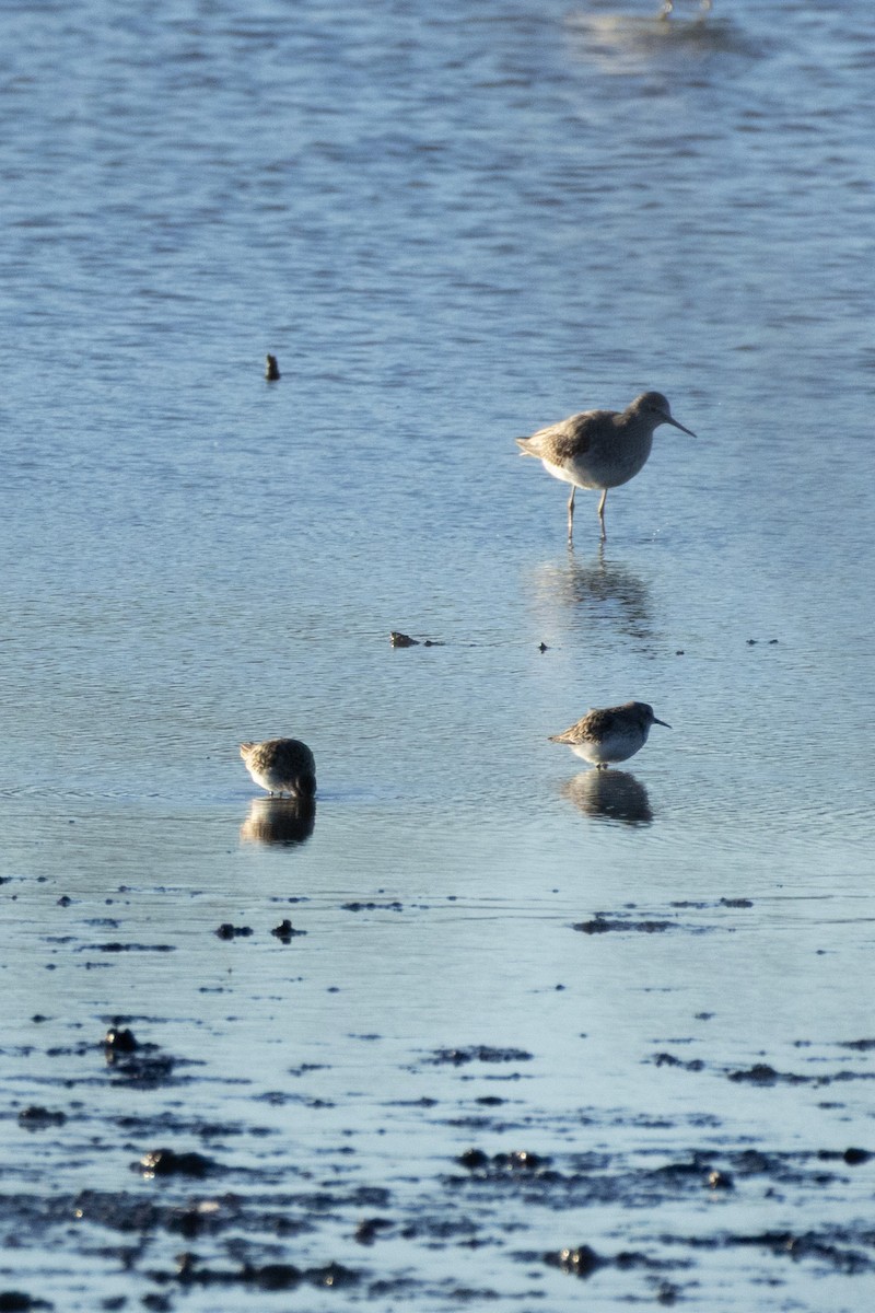 Least Sandpiper - Brody Biberdorf