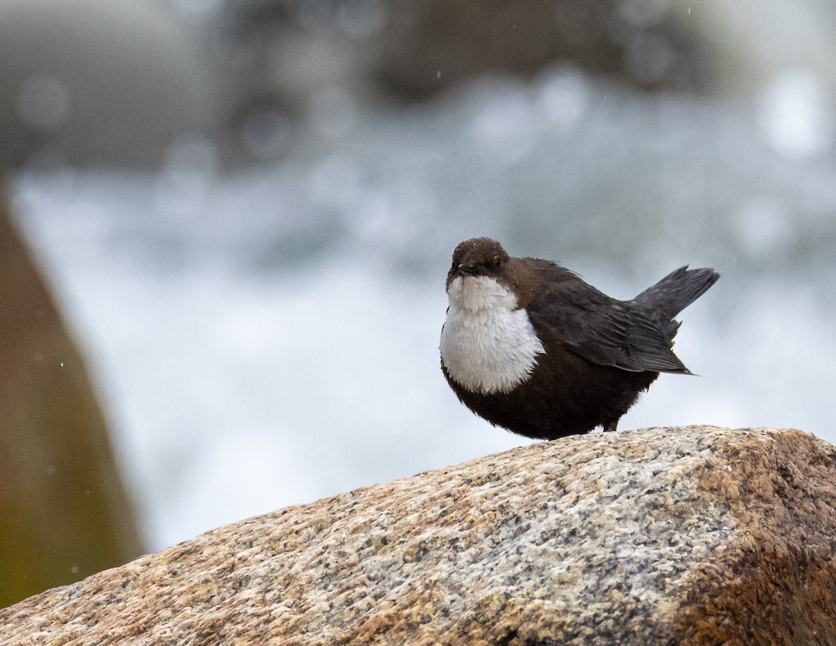 White-throated Dipper - ML643931573