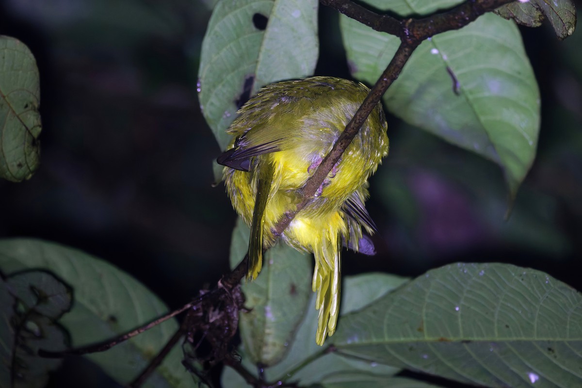 Banggai Golden-Bulbul - ML643931601