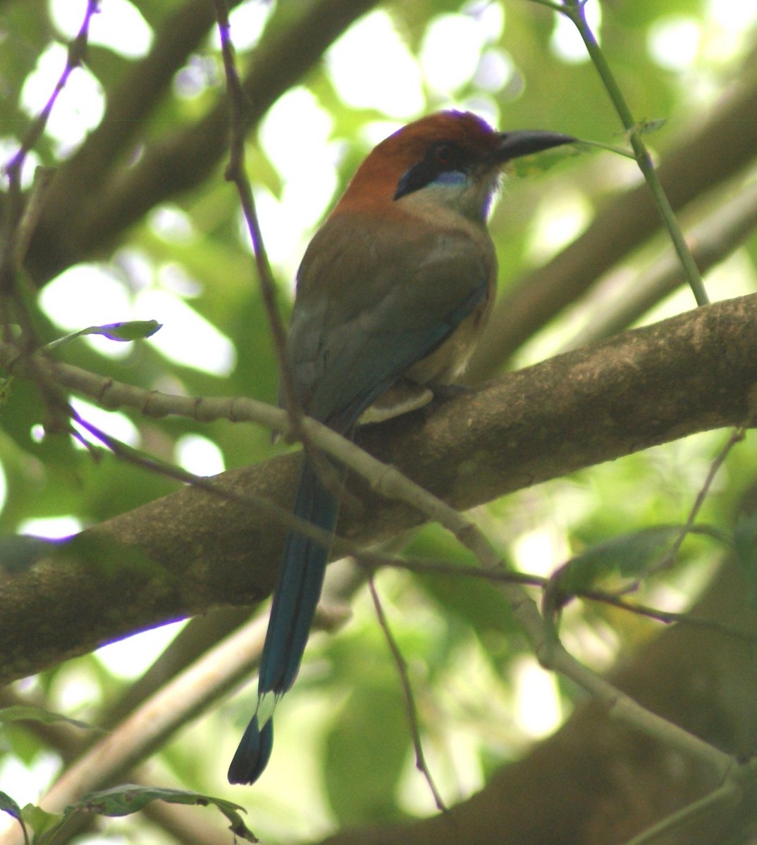 Russet-crowned Motmot - ML643931620