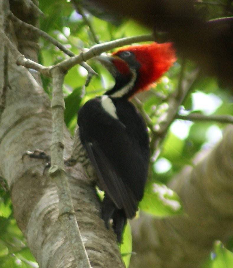 Lineated Woodpecker - ML643931622