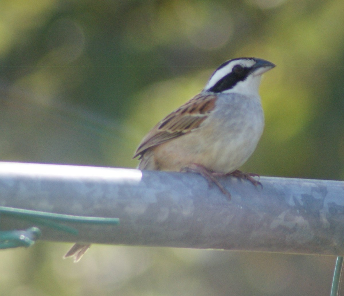 Чінголо широкобровий - ML643931631