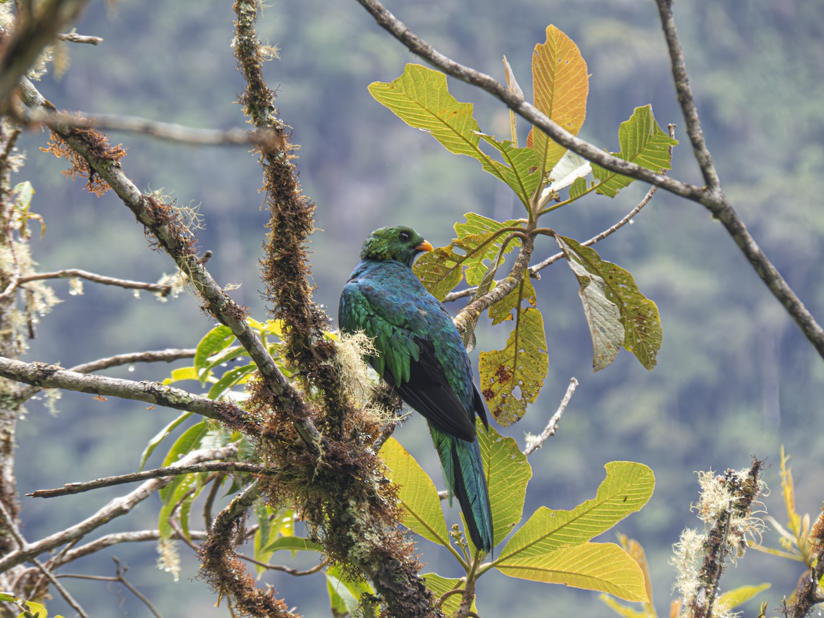 Quetzal doré - ML643931633