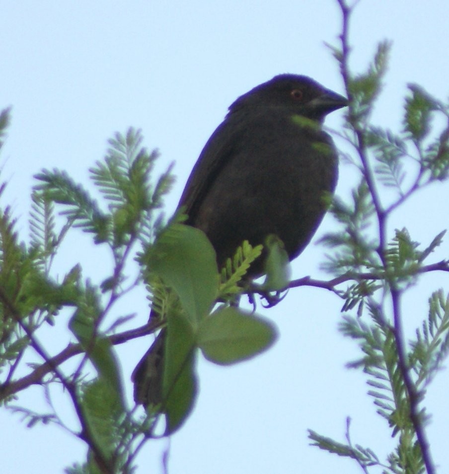 Bronzed Cowbird - ML643931639