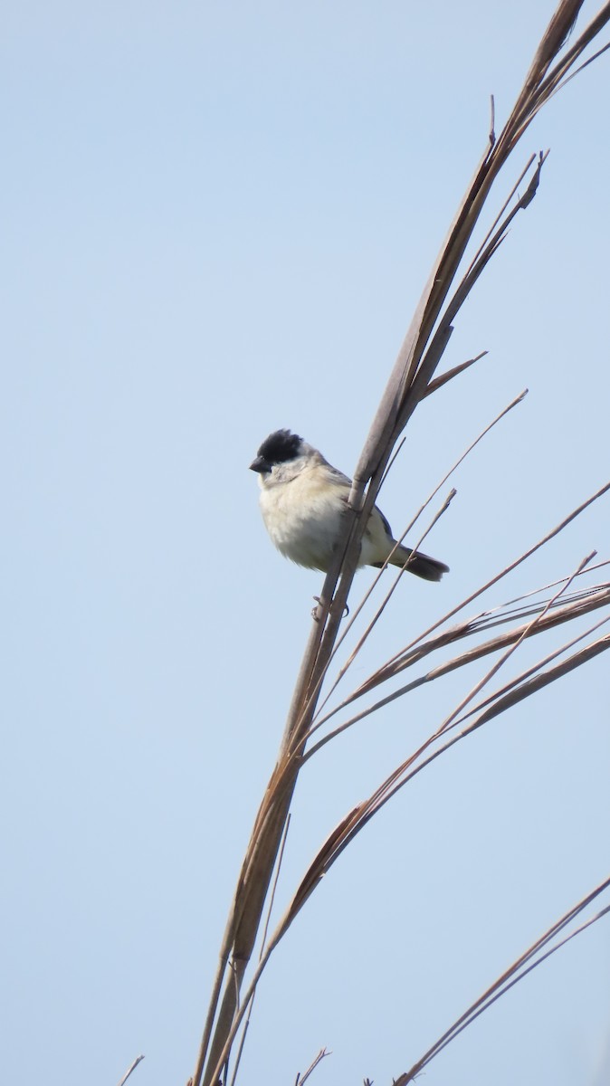 Pearly-bellied Seedeater - ML643931658
