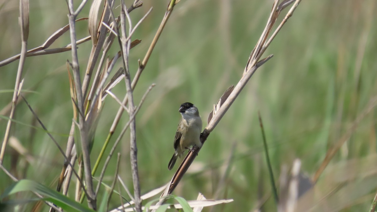 Pearly-bellied Seedeater - ML643931659