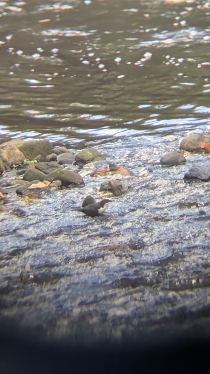 White-throated Dipper - ML643931706