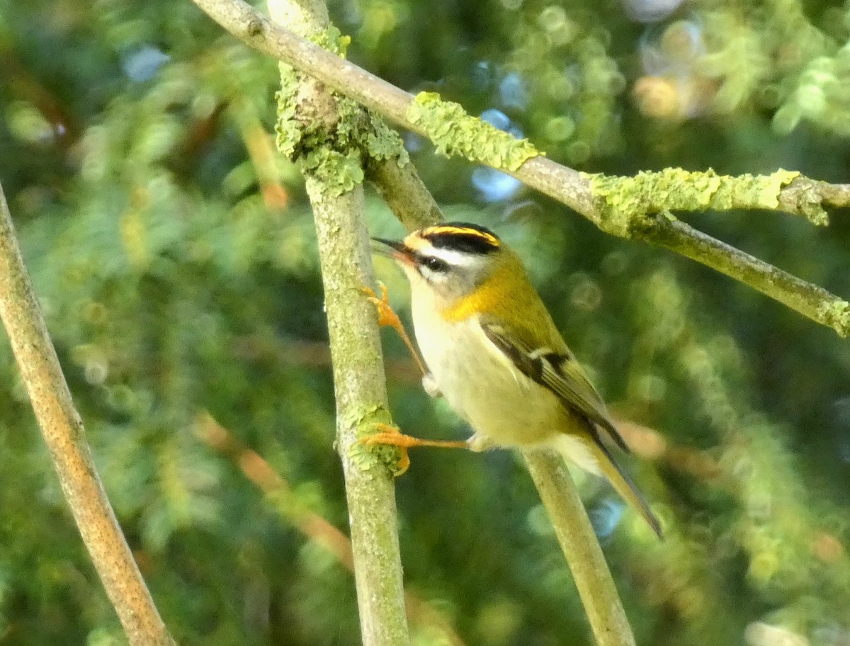 Common Firecrest - ML643931715