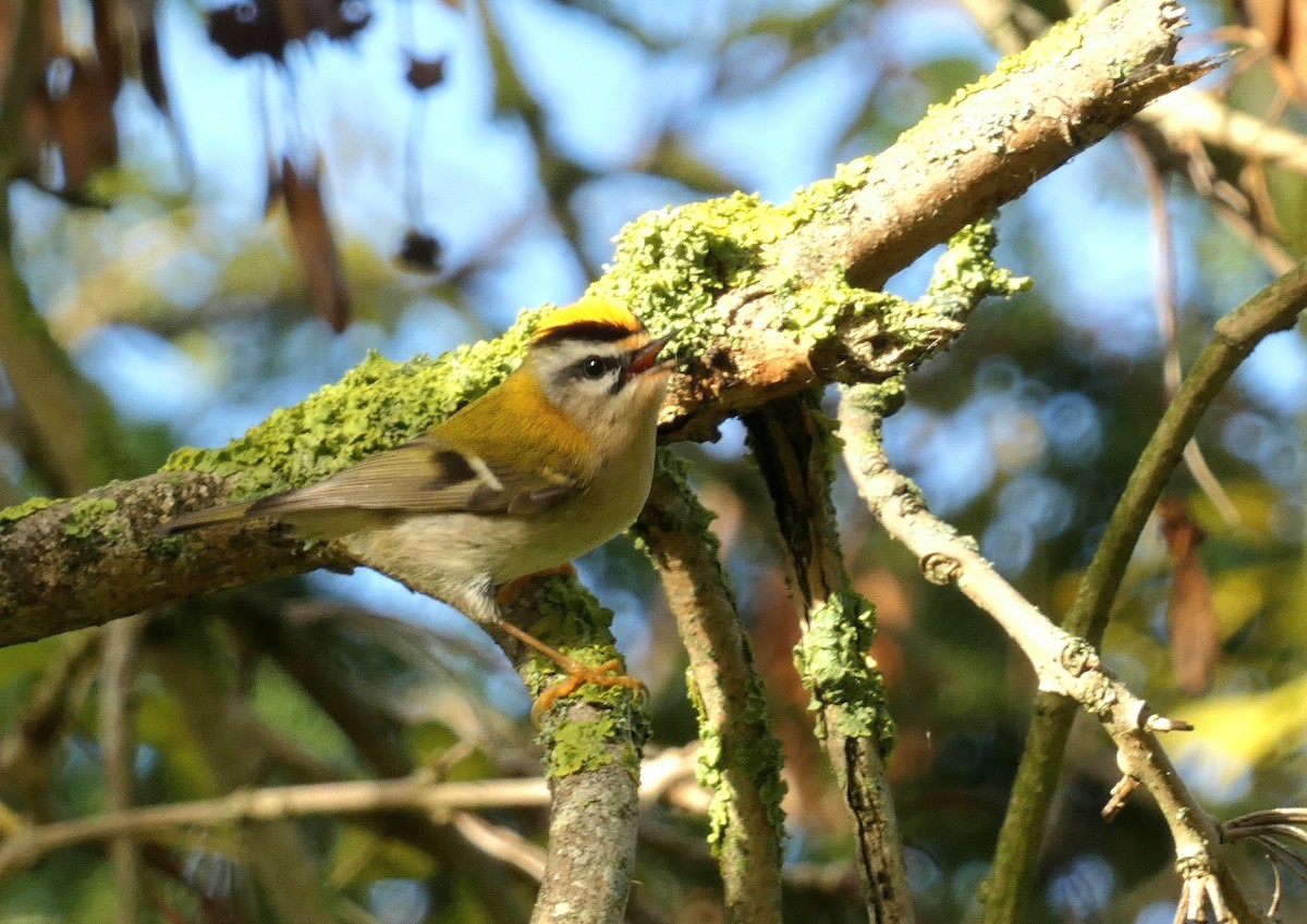Common Firecrest - ML643931716
