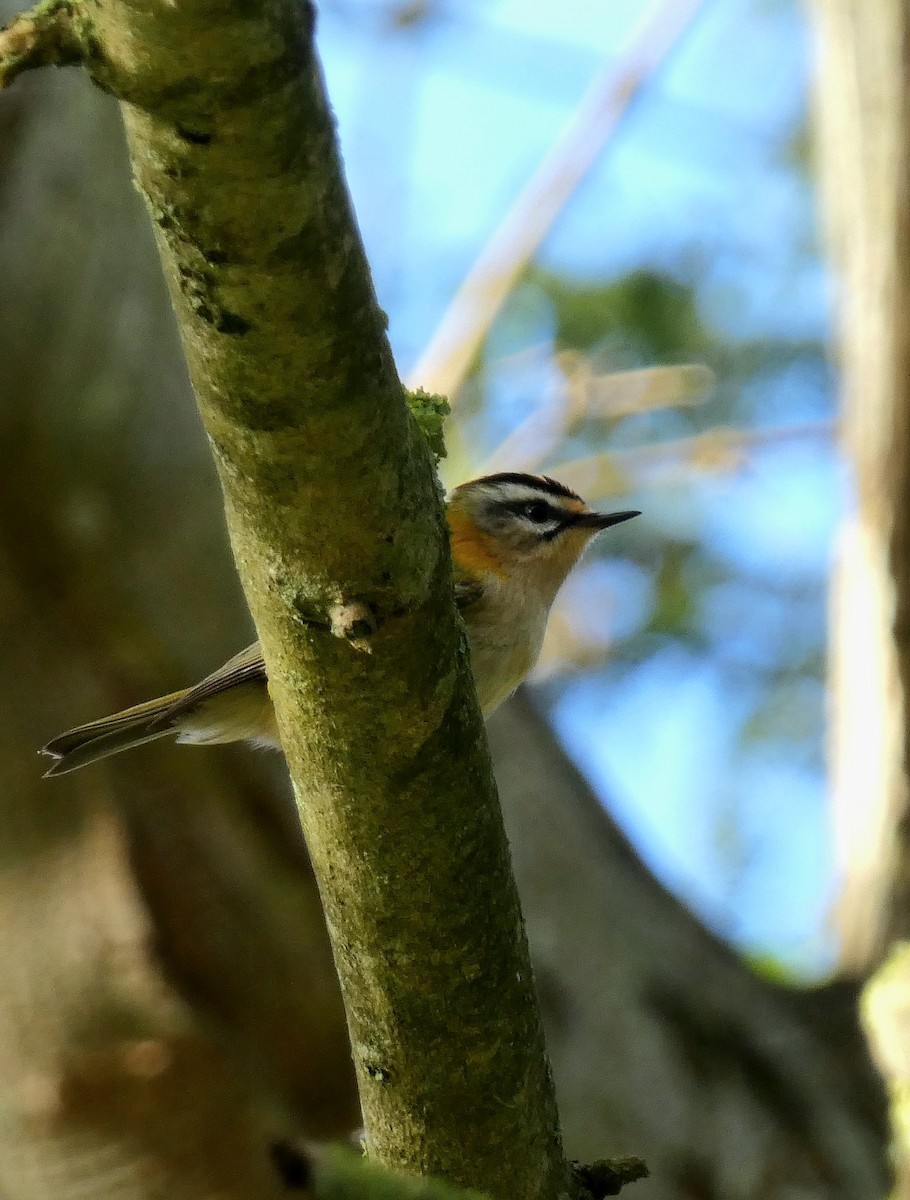 Common Firecrest - ML643931717