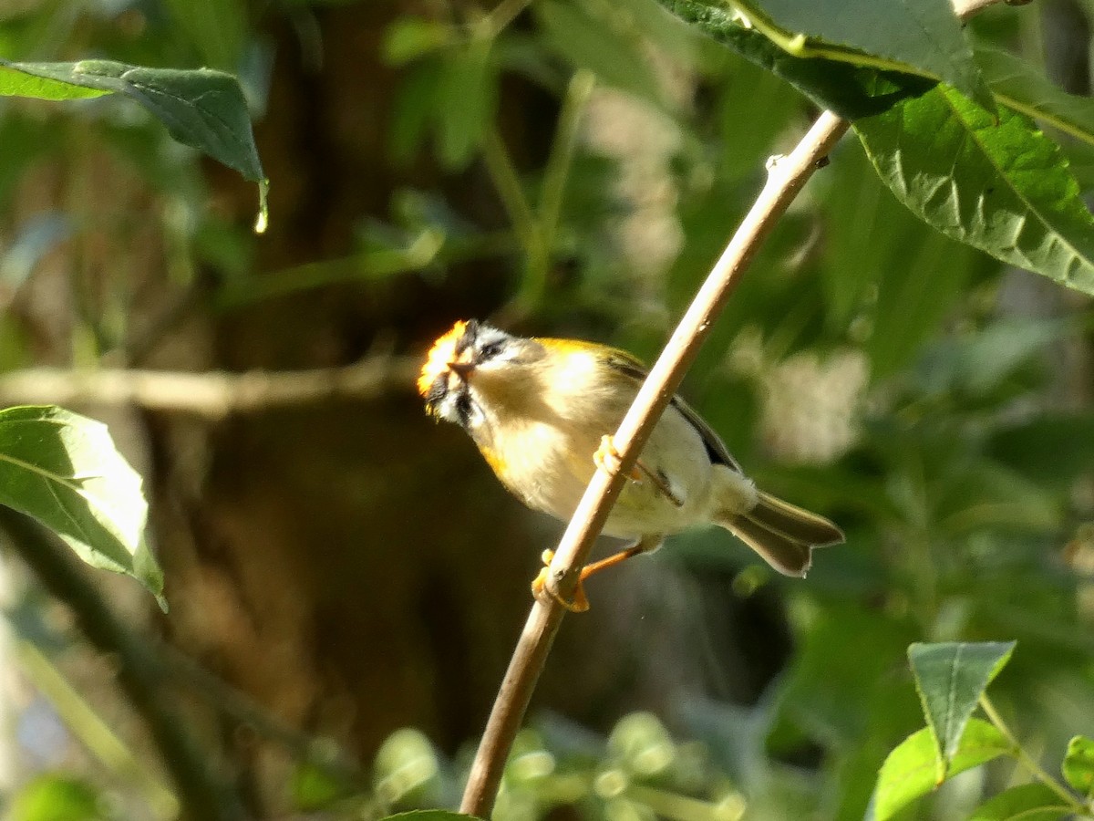 Common Firecrest - ML643931718