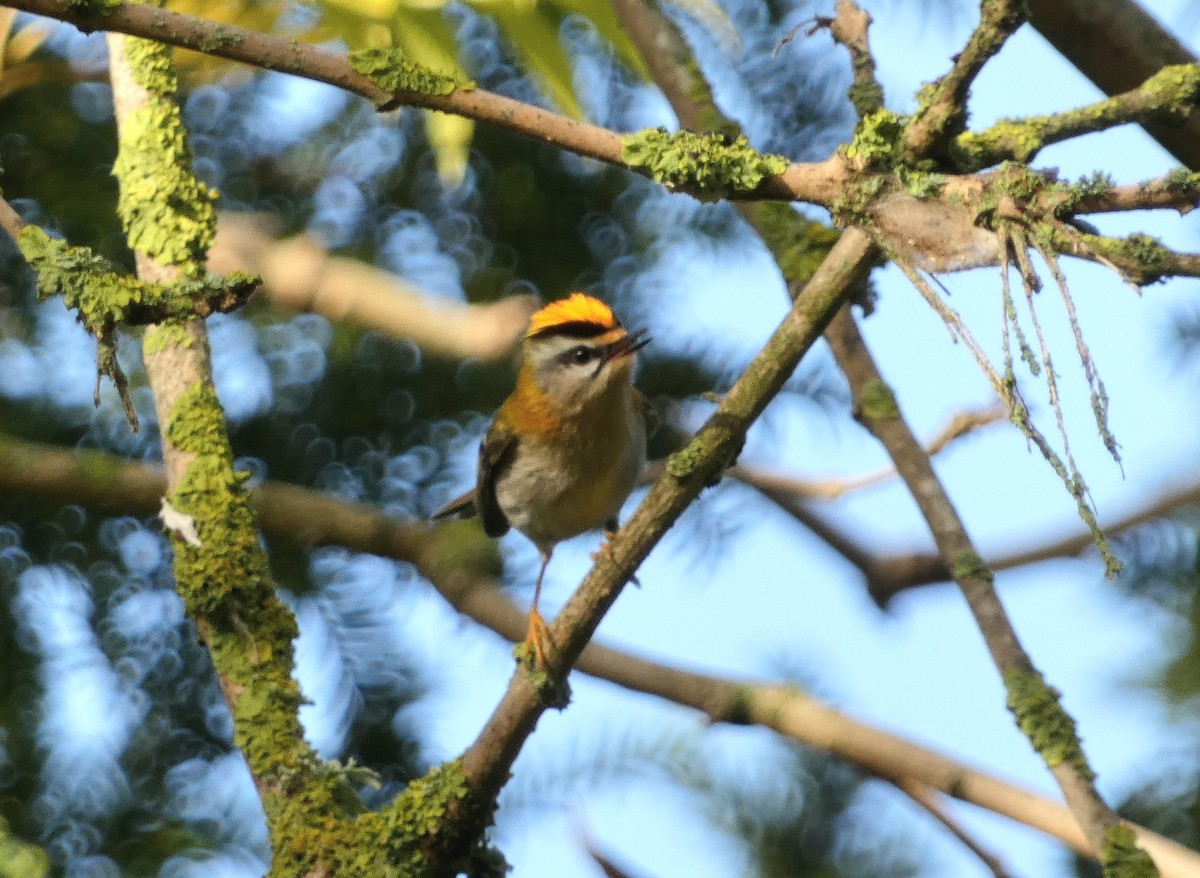 Common Firecrest - ML643931719