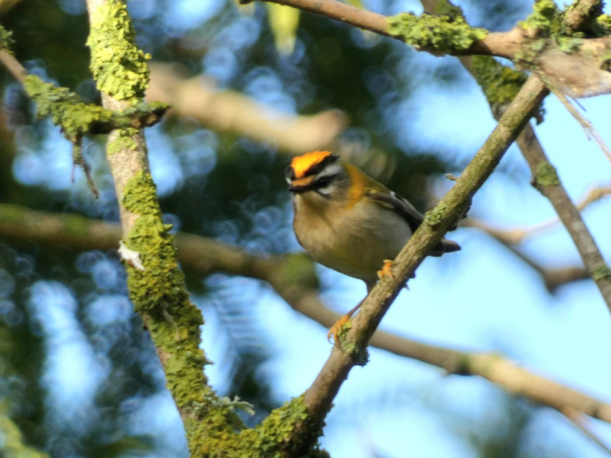 Common Firecrest - ML643931720