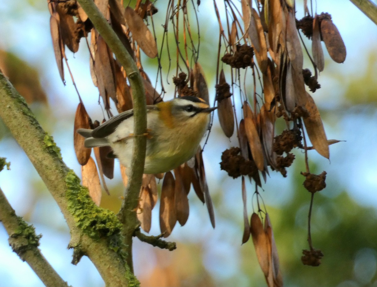 Common Firecrest - ML643931721