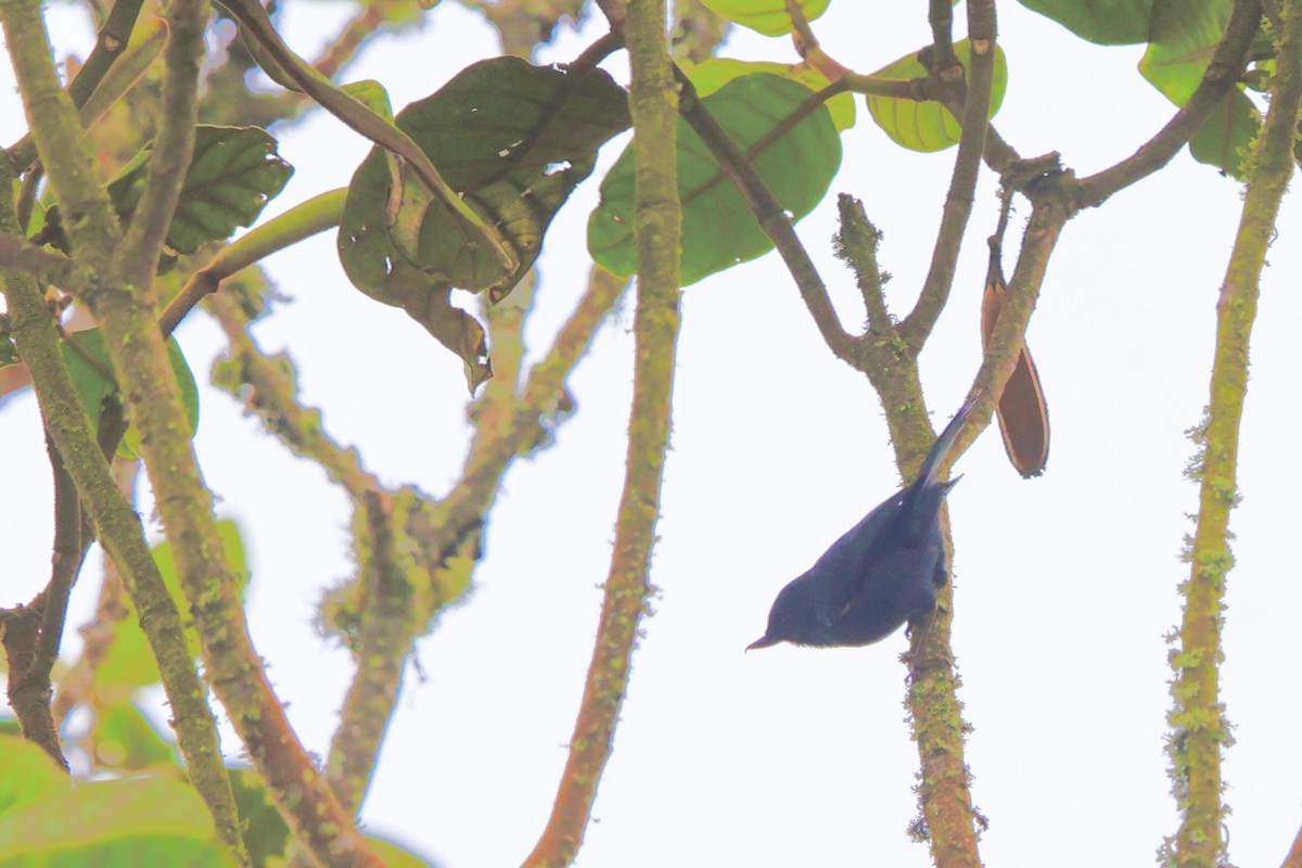 White-sided Flowerpiercer - ML643931729