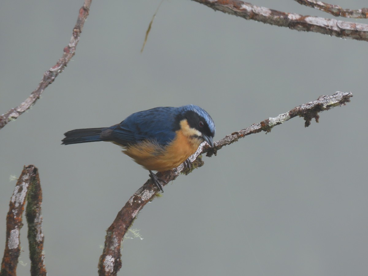 クリハラフウキンチョウ - ML643931731