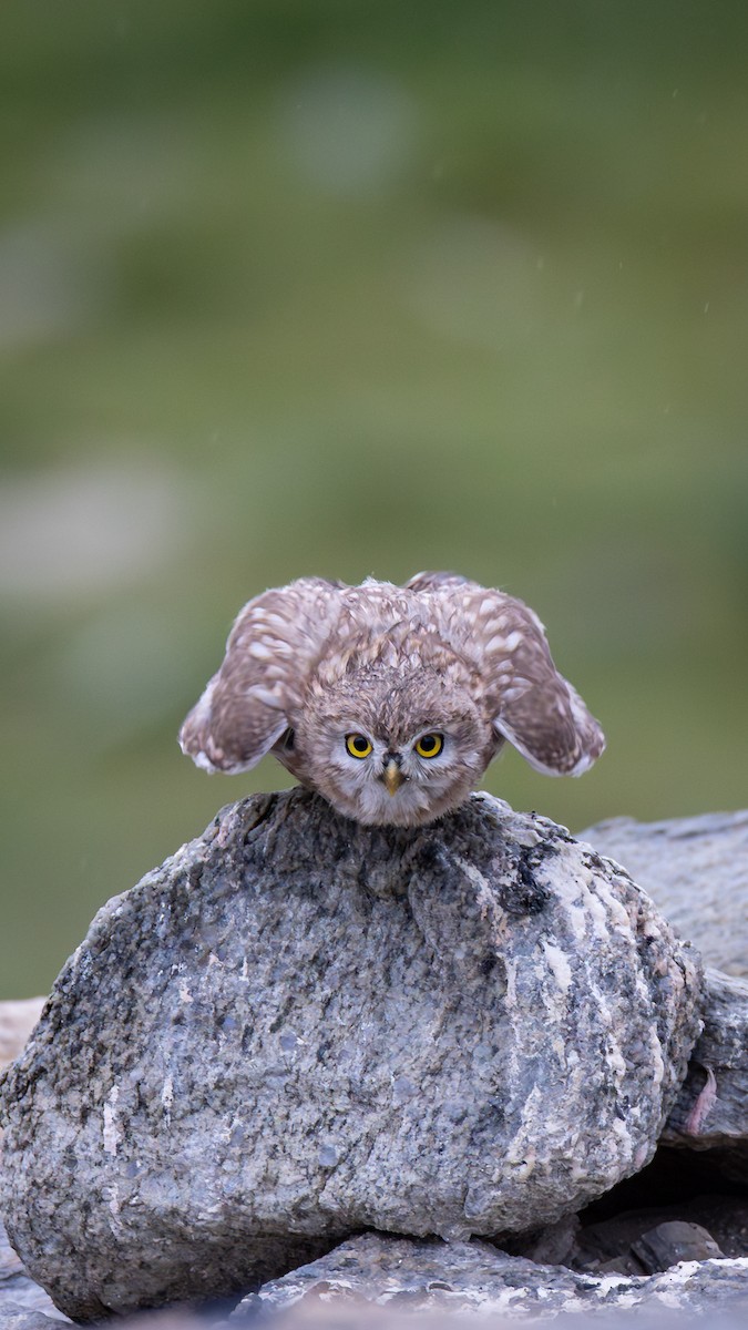 Little Owl - ML643931772