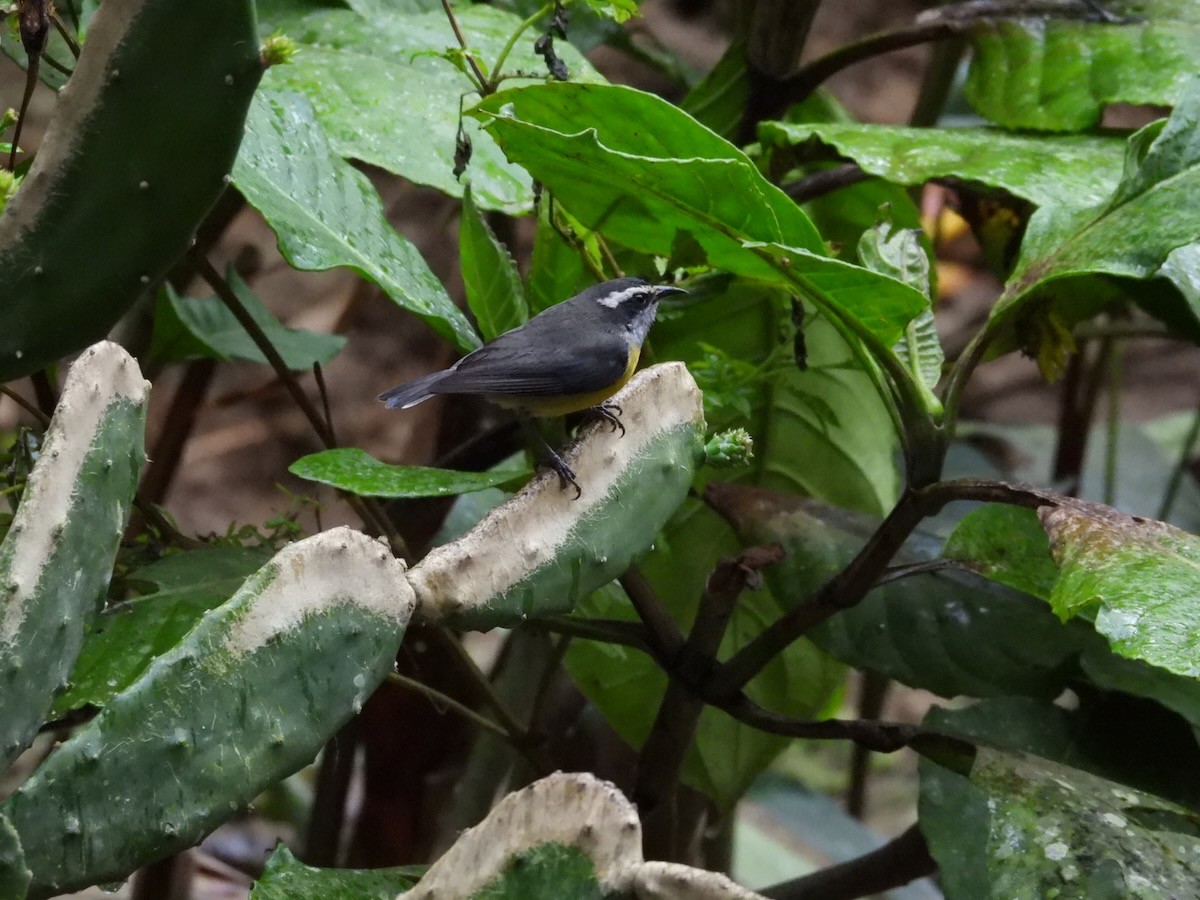 Bananaquit - ML643931779