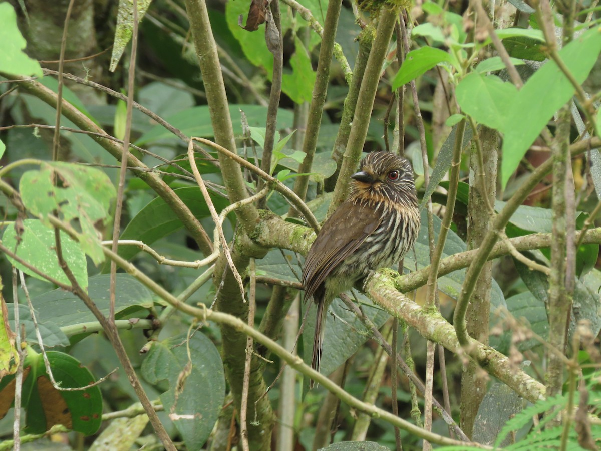 クロスジオオガシラ - ML643931789