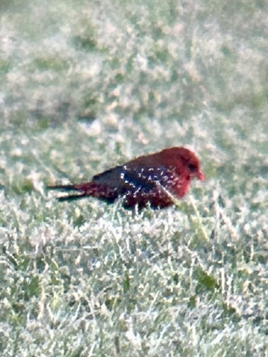 Bengali rouge - ML643931791