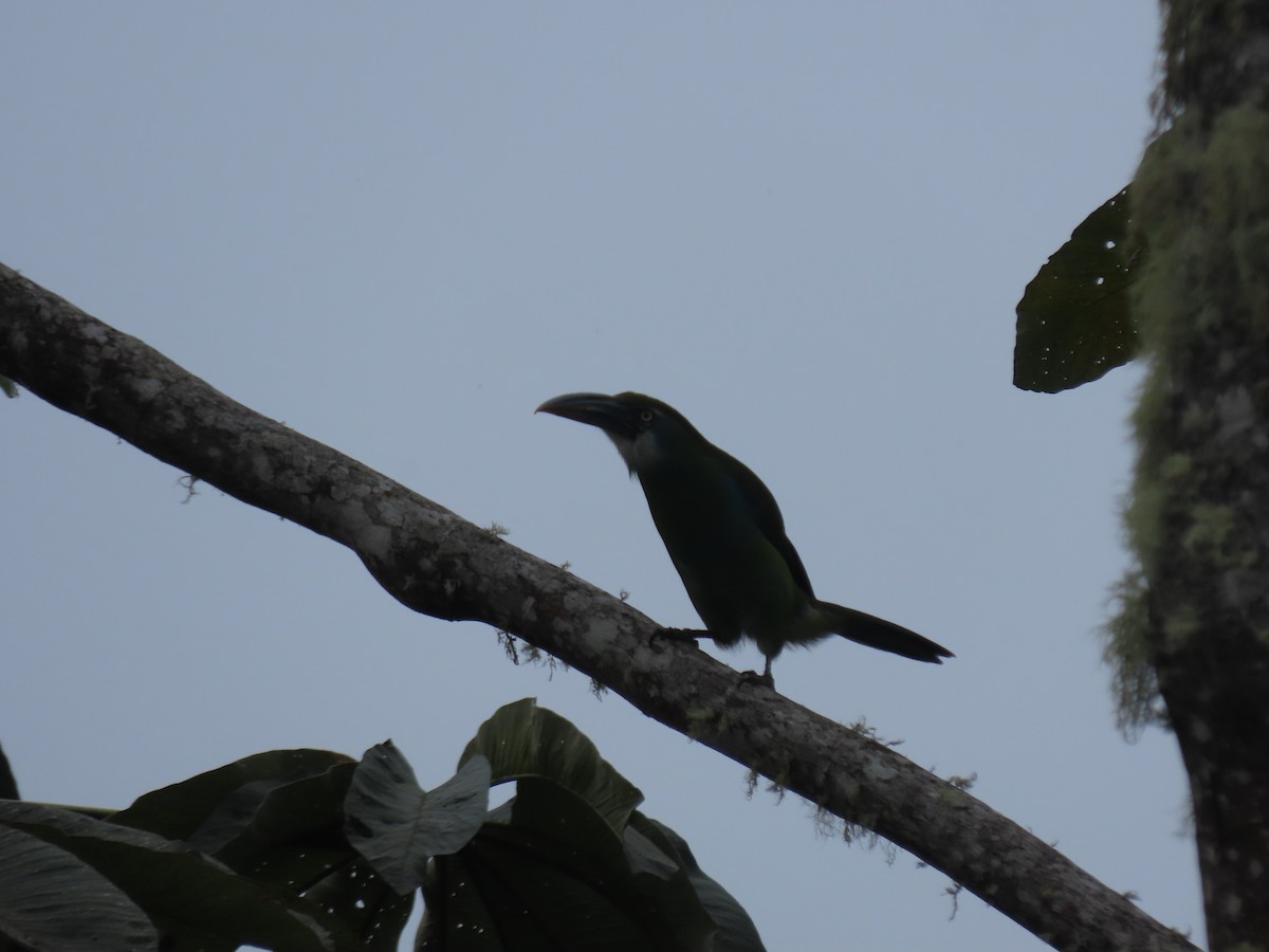 Blue-banded Toucanet - ML643931795