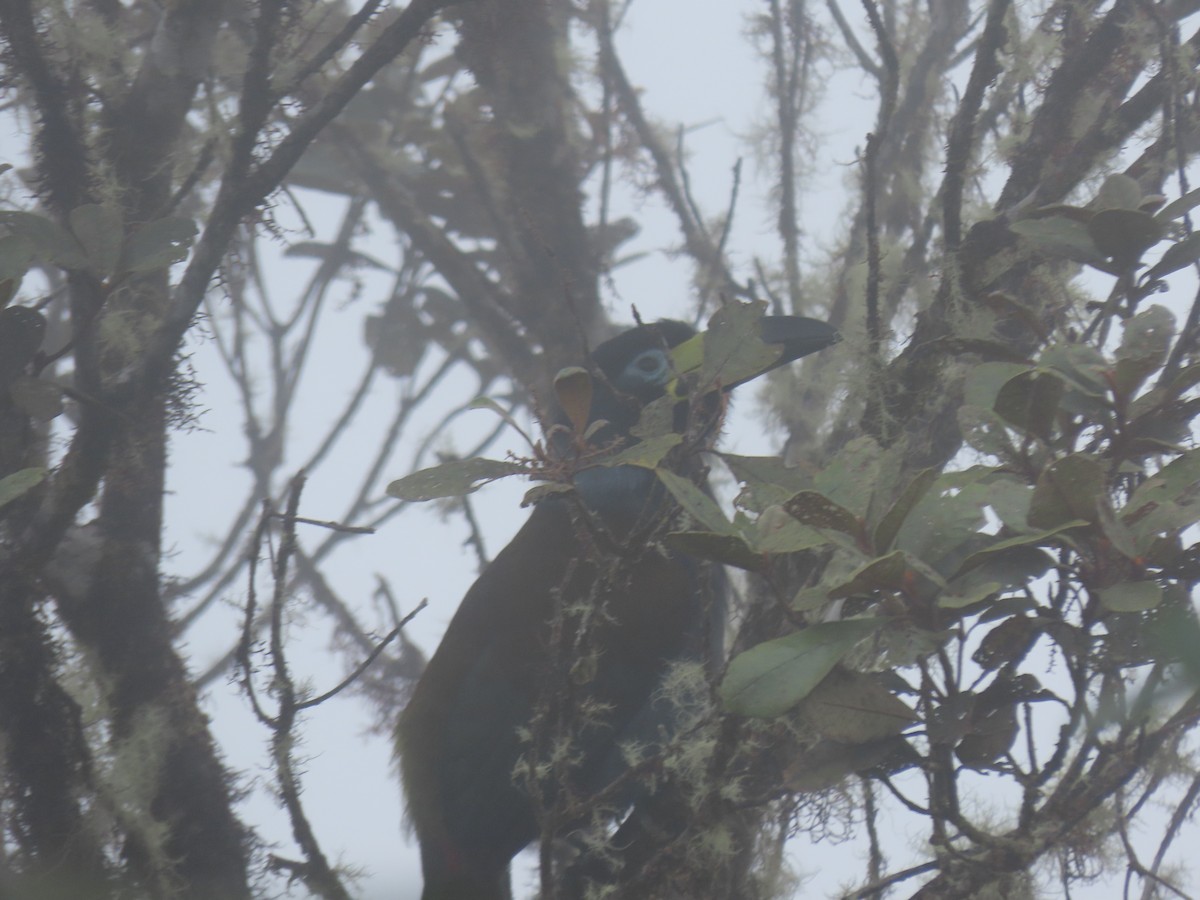 Hooded Mountain-Toucan - ML643931799