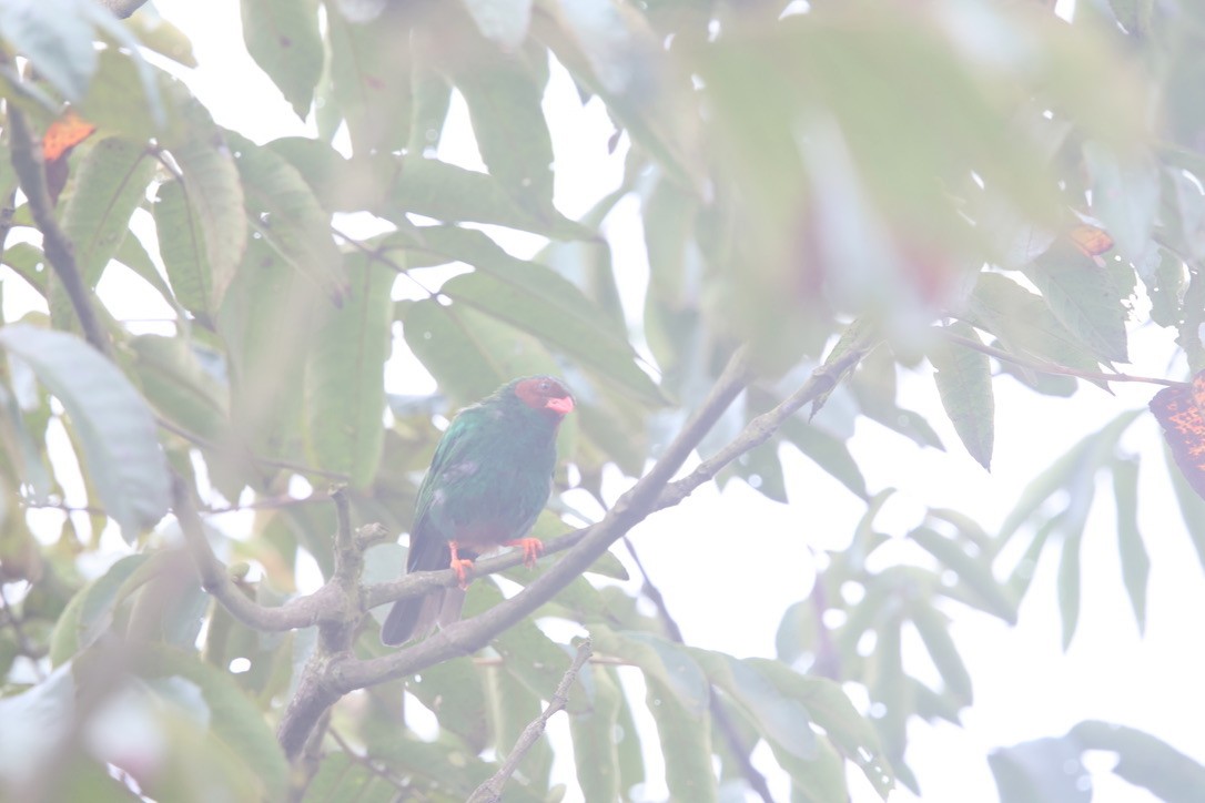 Grass-green Tanager - ML643931805