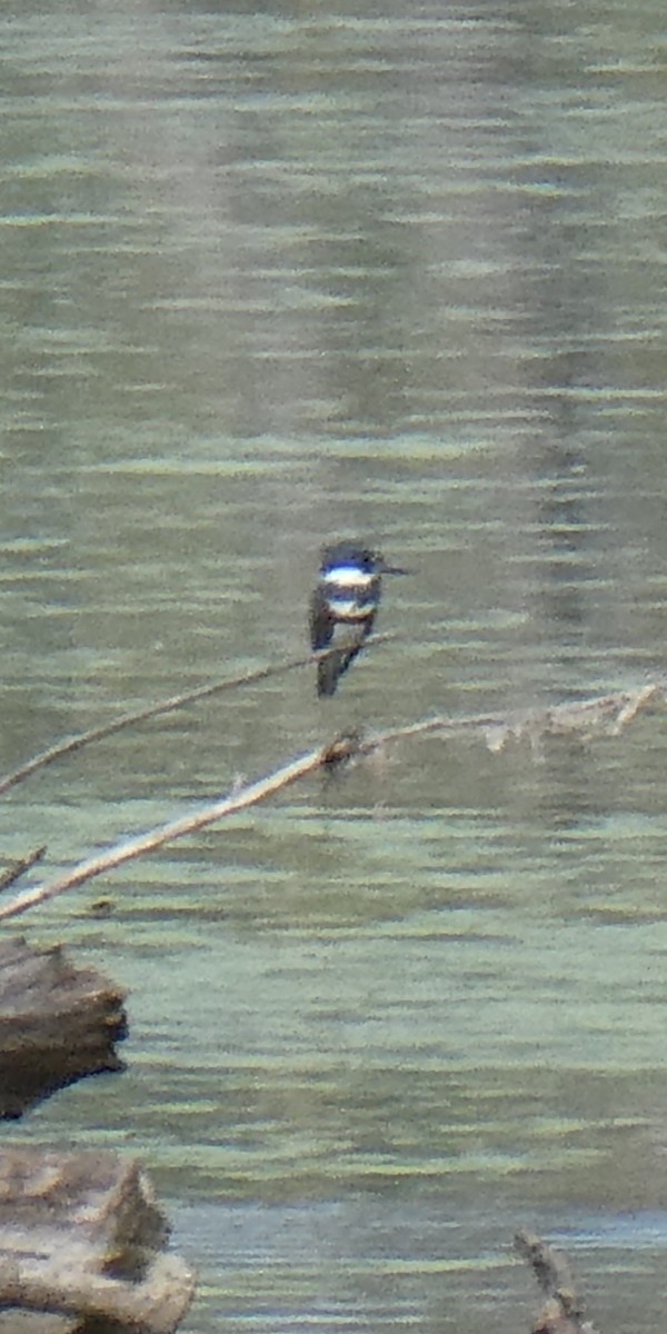 Belted Kingfisher - ML643931806