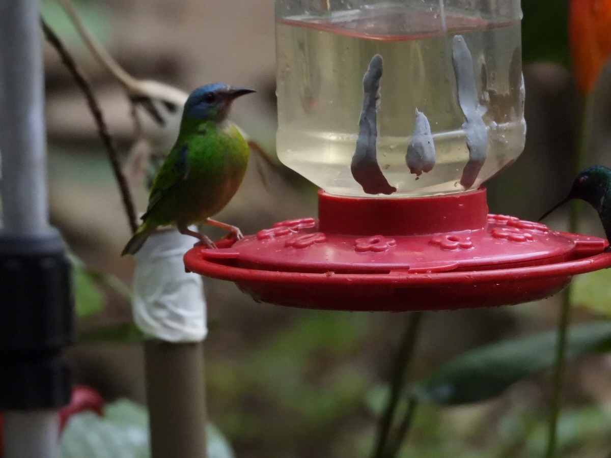 Blue Dacnis - ML643931807
