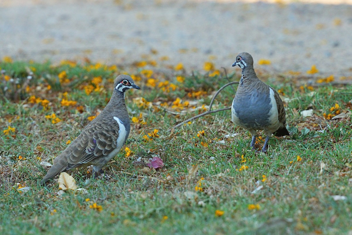 Squatter Pigeon - ML643931811