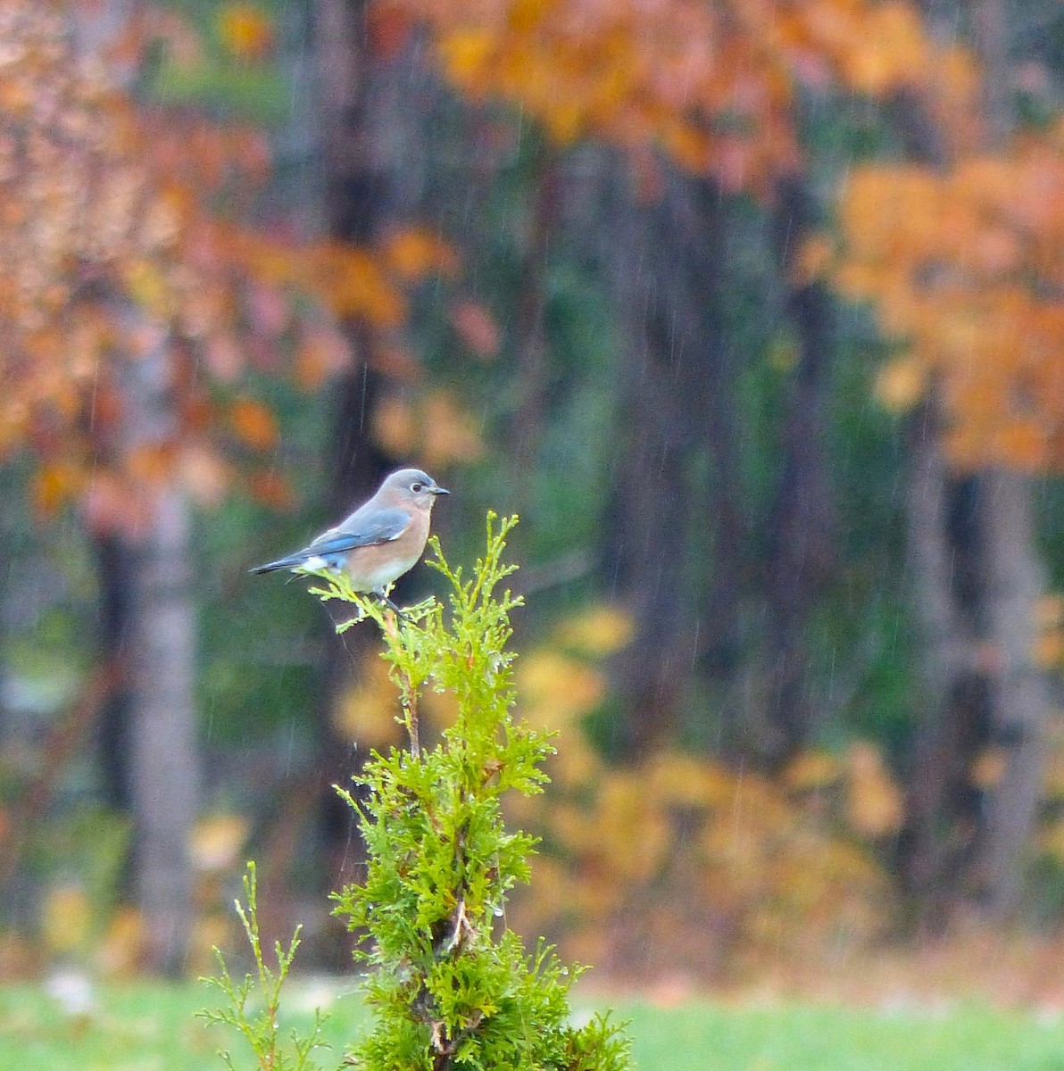 Eastern Bluebird - ML643931820