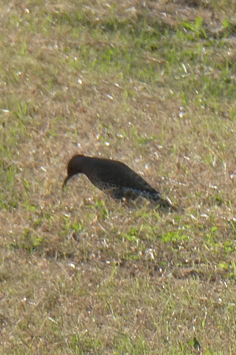 Northern Flicker - ML643931824