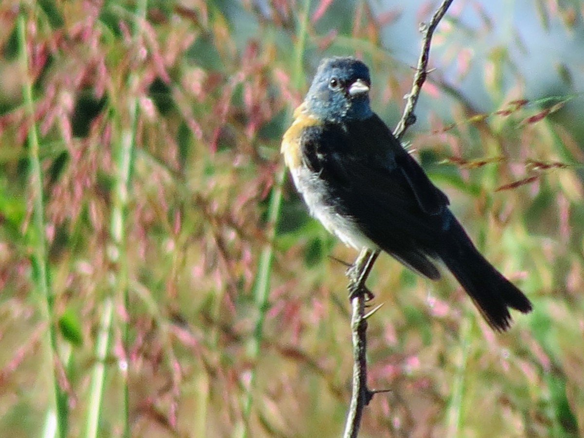 Lazuli Bunting - ML643931825