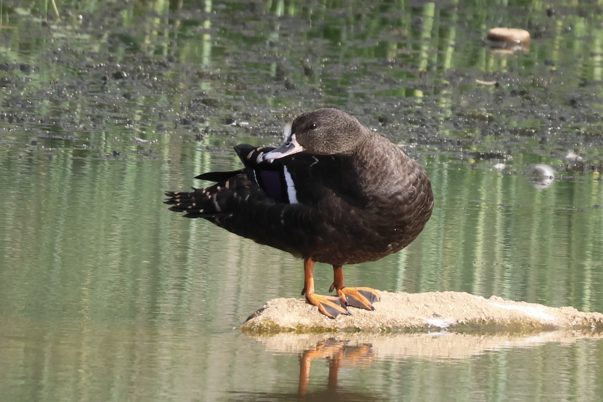 Canard noirâtre - ML643931842
