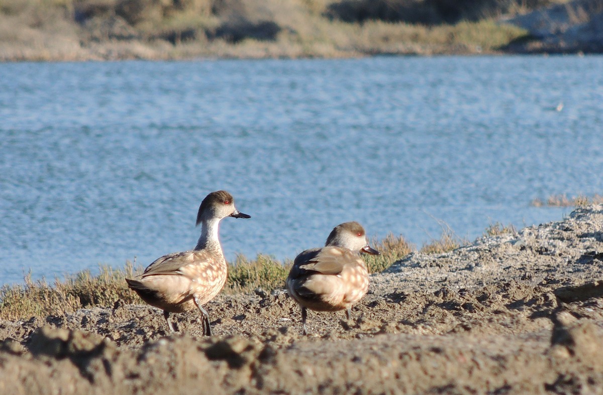 Crested Duck - ML643931843