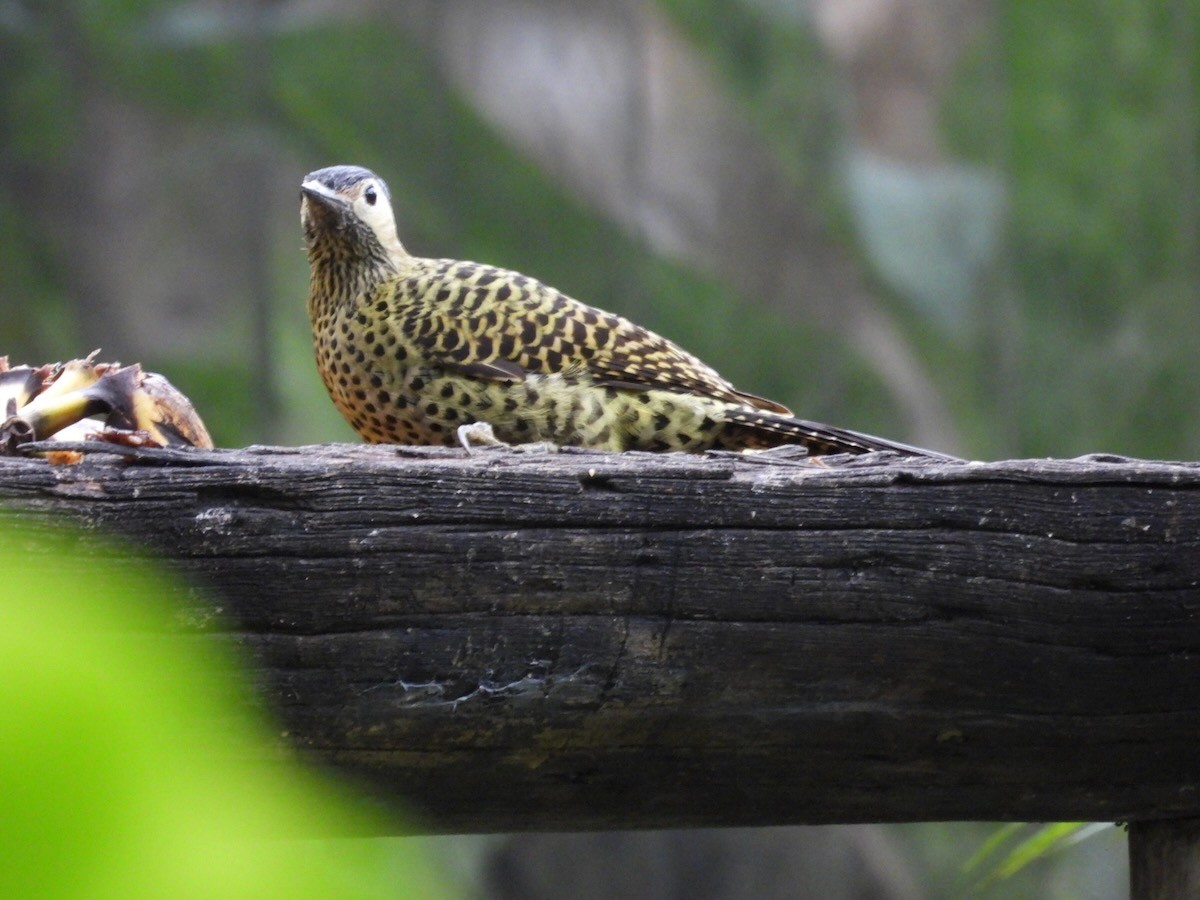 Green-barred Woodpecker - ML643931844