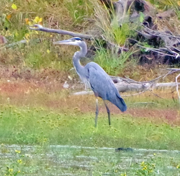 Great Blue Heron - ML643931846