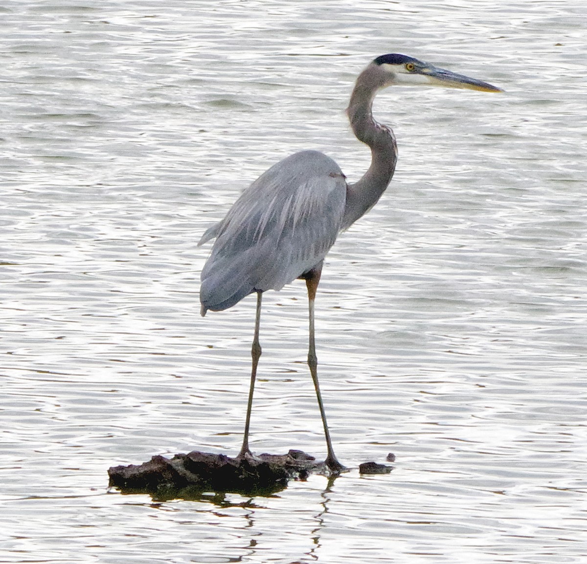 Great Blue Heron - ML643931847