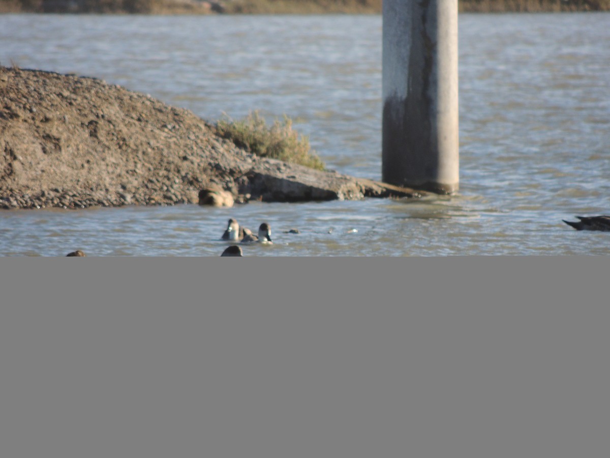 Crested Duck - ML643931854