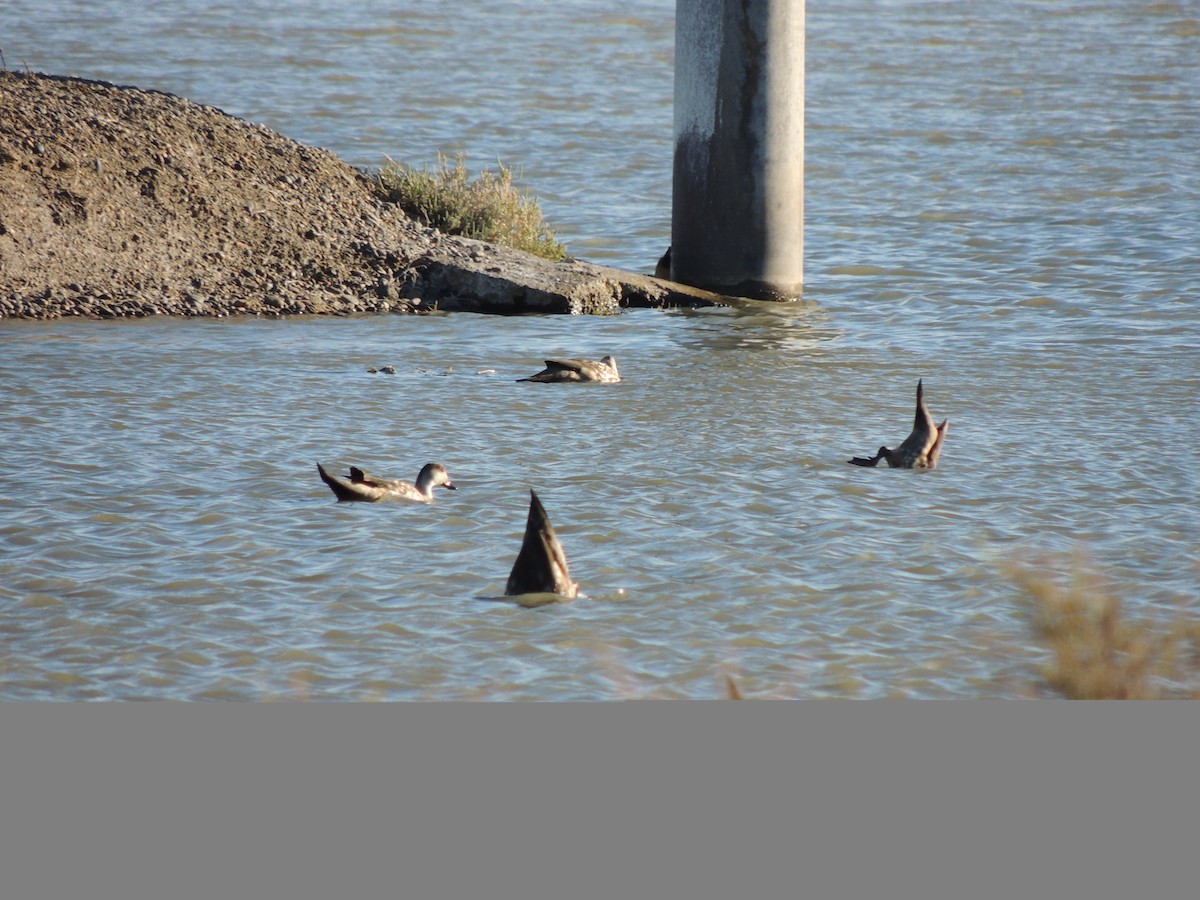 Crested Duck - ML643931861