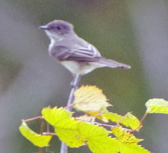 Eastern Phoebe - ML643931864